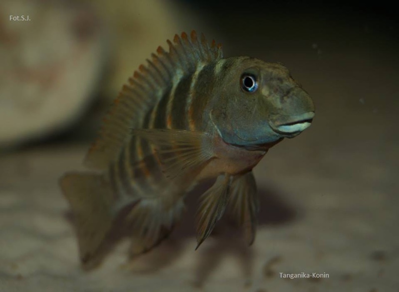 Eretmodus cf. marksmithi 'Mabilibili'